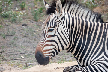 Fototapeta na wymiar Zebra's Side View Close Up Of Hartmann's Mountain Zebra