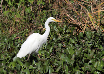 Intermediate egret bird standing in a pond
