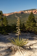 Yucca Bryce Canyon Utah