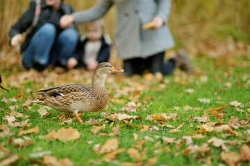 Cute toddler boy and his two older sisters feeding ducks on autumn day. Children feeding birds outdoors.