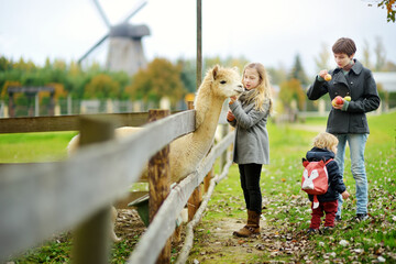 Cute young girl stroking an alpaca at a farm zoo on autumn day. Children feeding a llama on an animal farm. Kids at a petting zoo at fall. - obrazy, fototapety, plakaty