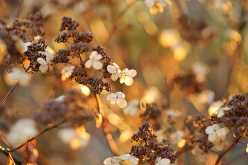 Floral background of dried hydrangea. Seasonal concept. Brown colors of autumn.