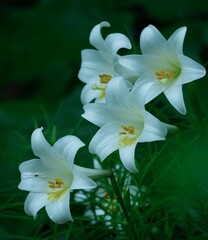 美しいユリの花