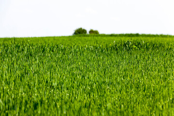 growing livestock feed green oats in a large field