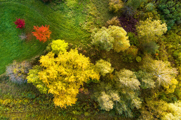 Aerial view of autumn forest with green and yellow trees. Mixed deciduous and coniferous forest. Beautiful fall scenery near Vilnius city, Lithuania