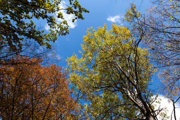 yellowed maple foliage on trees in the autumn season