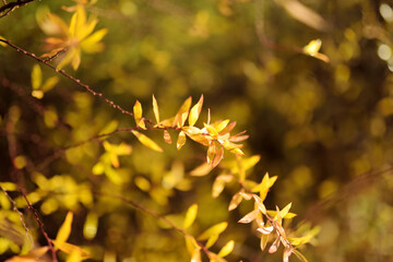 Beautiful golden leaves on bright autumn day
