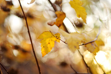 Beautiful golden maple leaves on bright autumn day