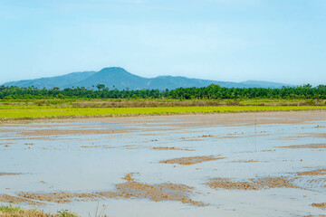 The view of  paddy cultivation fields in Kahang, Johor, Malaysia