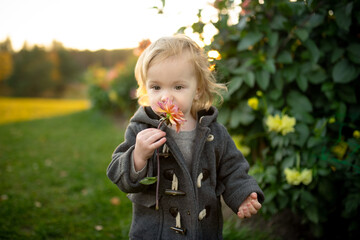 Cute toddler boy playing in blossoming dahlia field. Child picking fresh flowers in dahlia meadow...