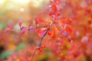 Bright red barberries on a branch on fall day. Berberis darwinii plant.