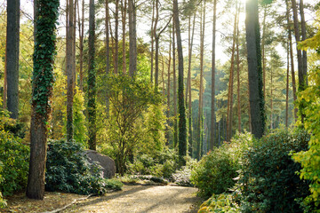 Details of beautiful mixed pine and deciduous forest, Lithuania