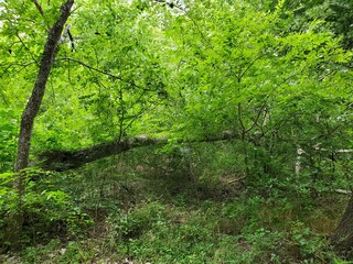 trees in the forest