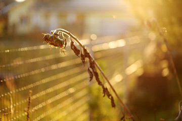 Naklejka premium Dried sunflower flowers in a garden at late autumn day.