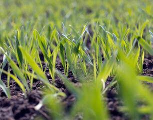 agricultural fields with a large number of young green cereal wheat as grass