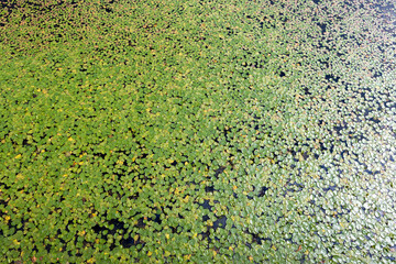 green moss on the wall