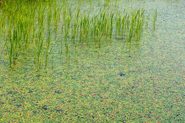 grass in the water