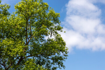 tree and sky