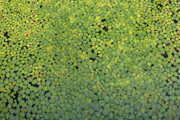 texture of green leaf