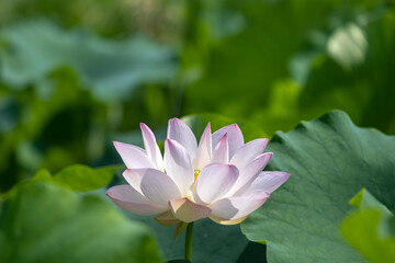 Fototapeta premium pink lotus in the pond