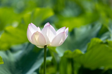 Fototapeta na wymiar lotus flower in the garden