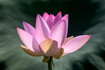 pink lotus flower