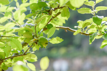 Apple tree and green apple, Young fruits of apple, on the branch