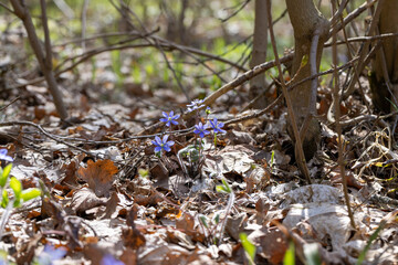 beautiful spring anemones growing in the forest