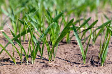 agricultural fields with a large number of young green cereal wheat as grass