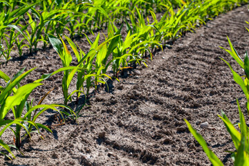 agricultural field with corn in soil and mud