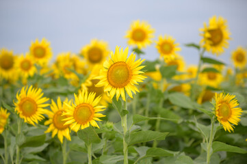 一年草のヒマワリ畑
