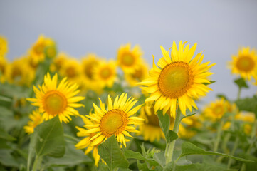 一年草のヒマワリ畑