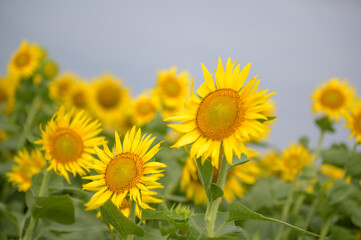 一年草のヒマワリ畑