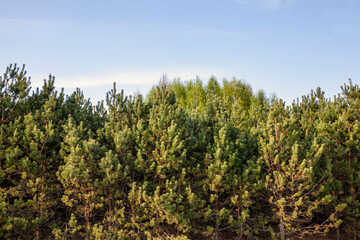deciduous trees in the spring season with green foliage
