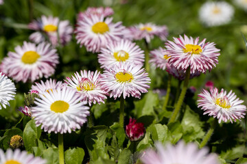 white and red daisies on the field