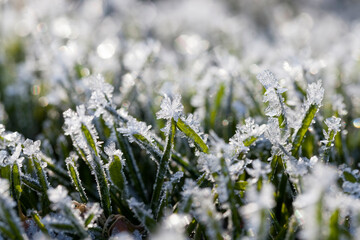 grass covered with white cold frost in the winter season