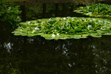 Lilies in the pond. Beautiful landscape. Background. Texture.