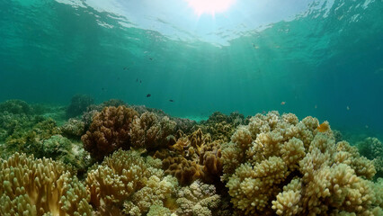 Naklejka na ściany i meble Reef Marine Underwater Scene. Tropical underwater sea fish. Philippines.