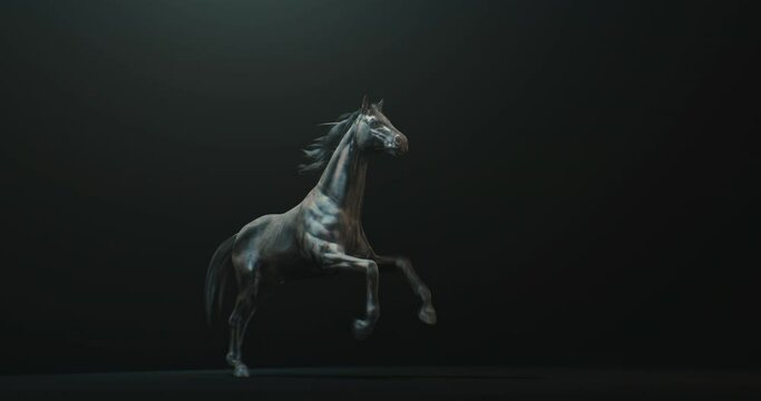 Dark stallion rearing up against black background with side light on body, horse seamless loop animation