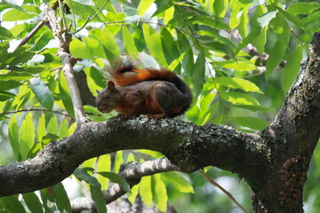 Squirrel on a tree branch
