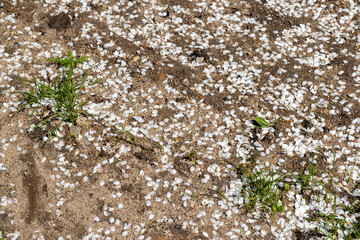 fallen to the ground white petals from cherry plum fruit trees