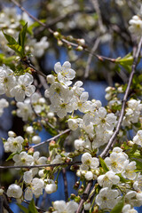 apple fruit trees blooming in the spring season