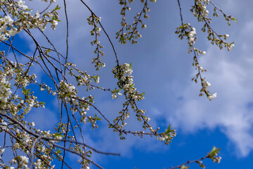 apple fruit trees blooming in the spring season