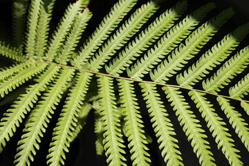 green leaf of a fern