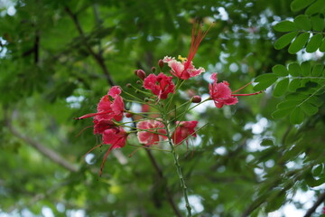 small red flowers among green leaves