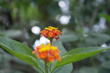 closeup of an orange flower