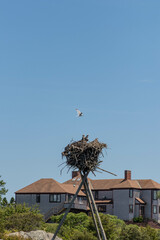Baby Osprey Bird Learning How to Fly