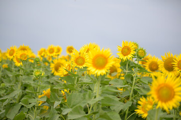  一年草のヒマワリ