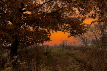 Fototapeta na wymiar Wooded Path at Sunset