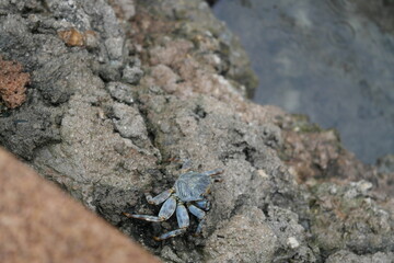 blue crab in a colombian caribbean beach